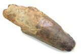 Fossil Spinosaurus Tooth - Robust Tooth #370503-1